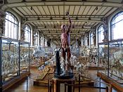 galerie de paleontologie et de anatomie comparee 12-2015 8183